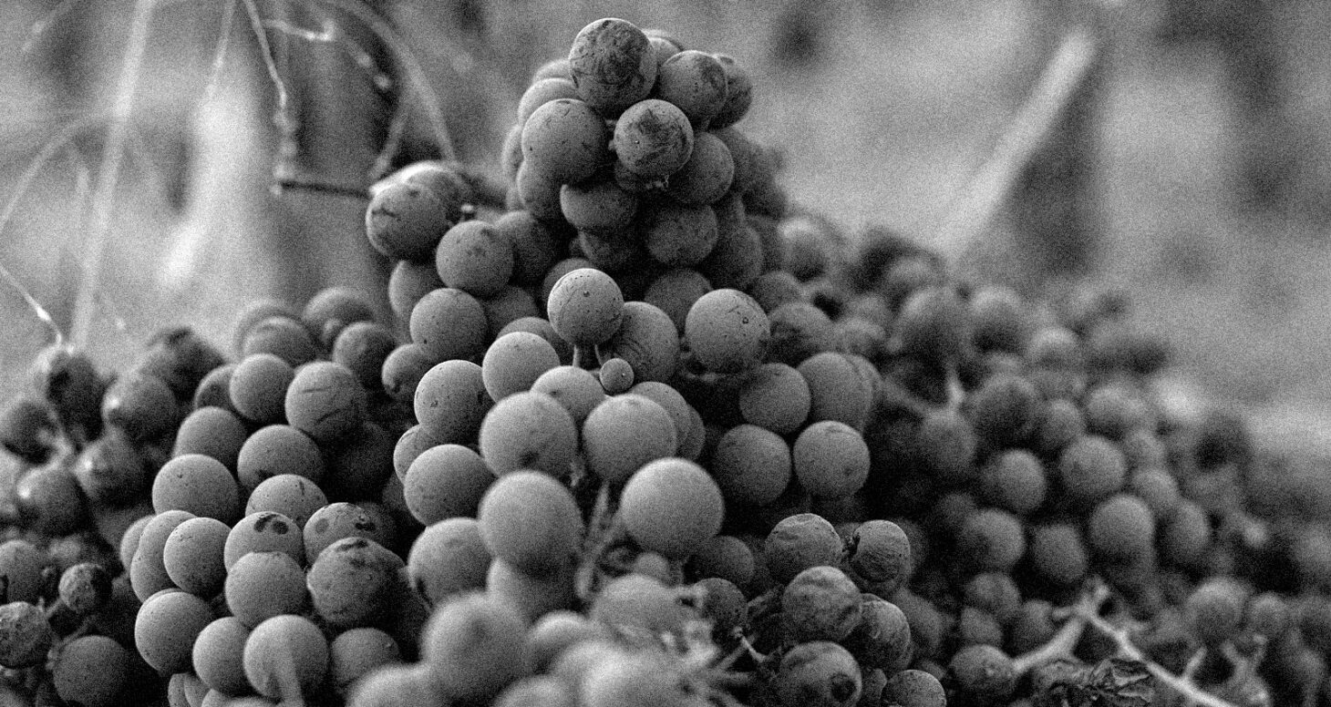 Letterbox image grapes